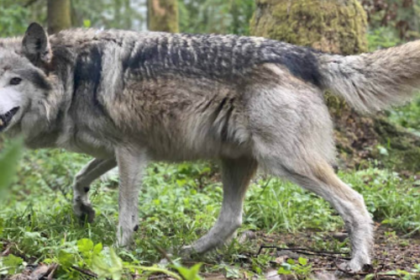 Bahraich Wolf Attack