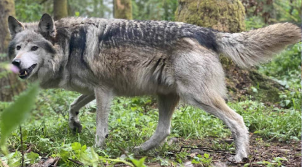 Bahraich Wolf Attack