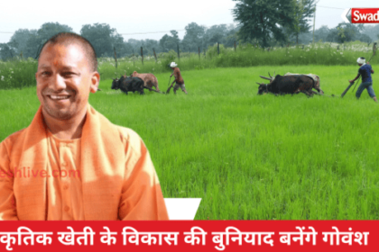 Cow progeny will become the basis of natural farming