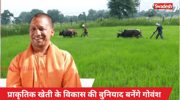 Cow progeny will become the basis of natural farming