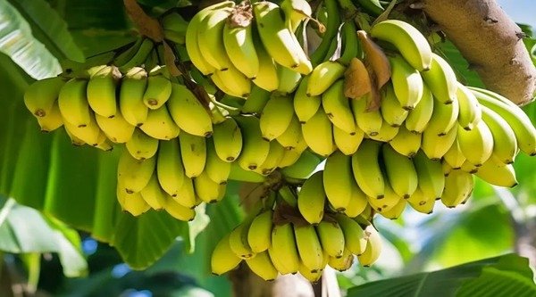 UP farmers will earn more from bananas