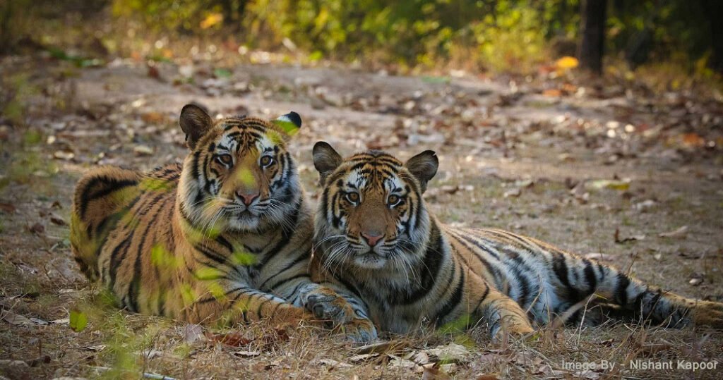 On the instructions of Chief Minister Dr. Yadav, approval for giving tigers to Rajasthan, Orissa and Chhattisgarh states is issued.