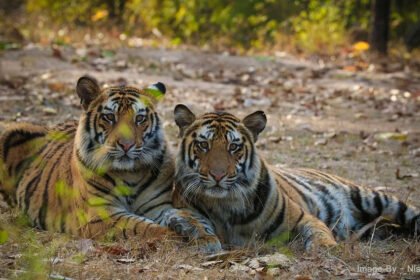 On the instructions of Chief Minister Dr. Yadav, approval for giving tigers to Rajasthan, Orissa and Chhattisgarh states is issued.