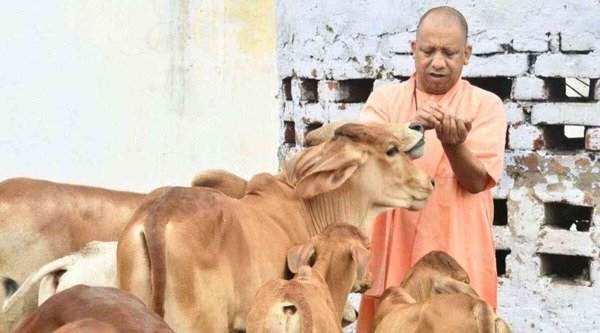 Yogi government's focus on pasture development in villages to increase livestock productivity