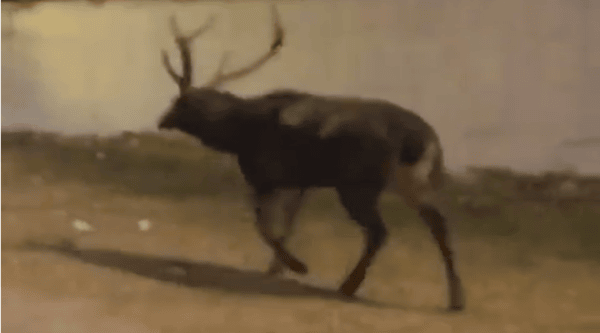 Deer entered residential area: Youth returning from party made video