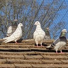 Unique method of theft: Thieves flew away with a pigeon