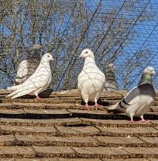 Unique method of theft: Thieves flew away with a pigeon