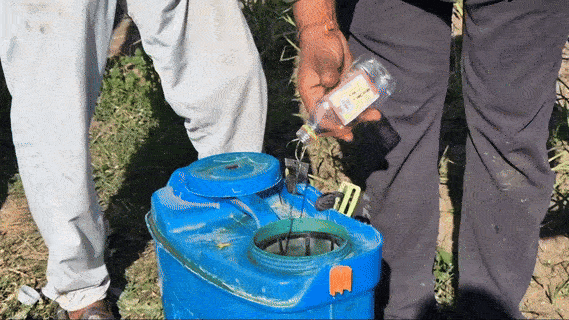 Garlic crop addicted to alcohol!