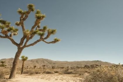 a unique tree in the desert