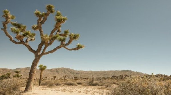 a unique tree in the desert