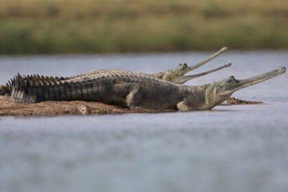 Consensus made on the names of 50 district heads, the list will come as soon as the green signal is received from Delhi.