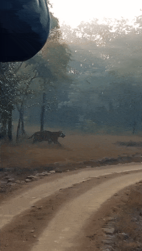 In Madhai of Satpura Tiger Reserve, the bear chased away the king of the jungle, Tiger.