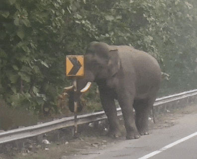 An elephant coming out of the Motichur range of Rajaji Tiger Reserve came on the Haridwar Dehradun highway, after which the wheels of the vehicles passing through it stopped where they were. The elephant stood on the side of the highway for some time, then seeing the opportunity it crossed the highway.