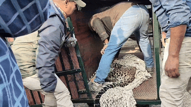 Rescue of leopard near Chhatarpur Panna National Highway Toriya village.