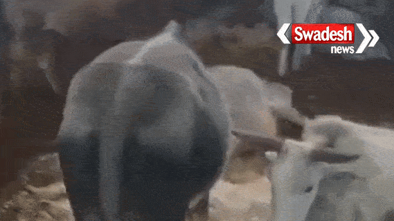 Gaushala became the cremation ground for cows