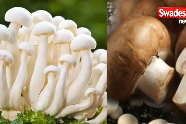 Mushroom is an immunity booster, also keeps hair healthy