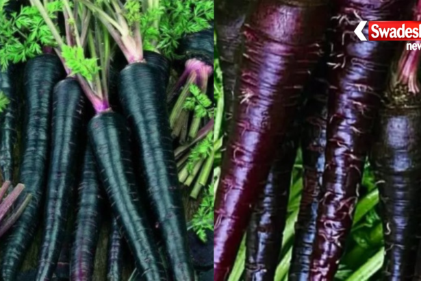 Miraculous benefits of consuming black carrots in winter