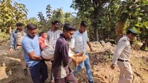 Forest worker injured in bear attack dies, even after treatment his life could not be saved