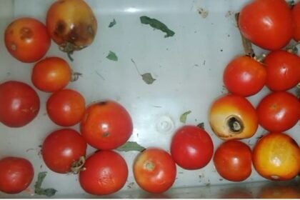 KORBA: The Rat and Tomato Connection of Death