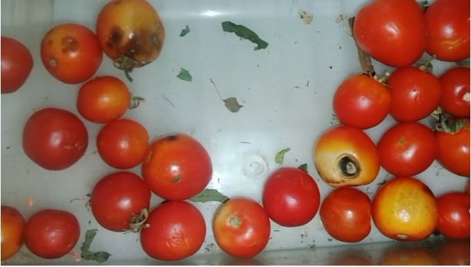 KORBA: The Rat and Tomato Connection of Death