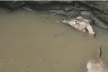 Barwah: Nilgai fell in the well, taken out with the help of villagers