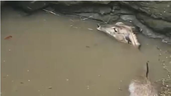 Barwah: Nilgai fell in the well, taken out with the help of villagers