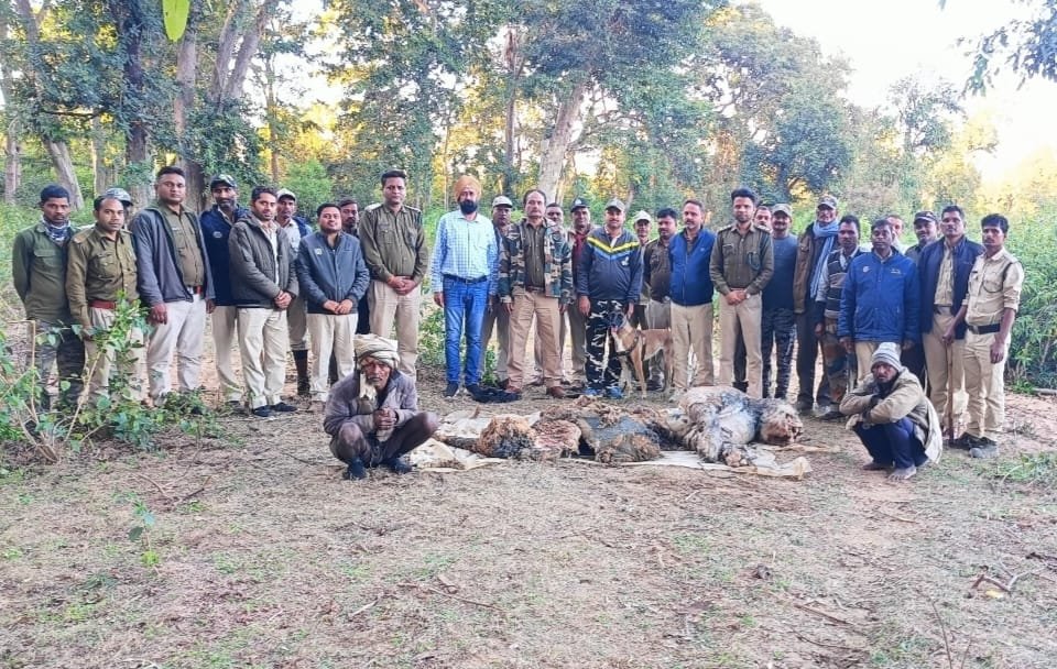Two hunters caught while hunting tiger in Bandhavgarh National Park