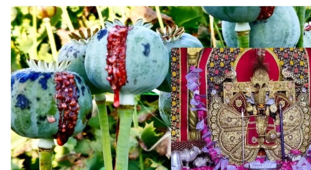 Neemuch: Devotees offer opium in the temple, Narcotics seized 58 kg