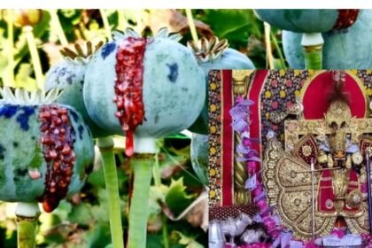 Neemuch: Devotees offer opium in the temple, Narcotics seized 58 kg