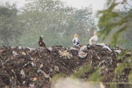 Indore: Counting of vultures begins, 20 counted on first day