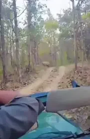 Sight of Pench king "Bajirao", faces of tourists lit up