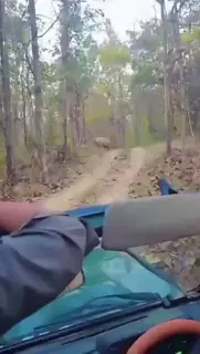 Sight of Pench king "Bajirao", faces of tourists lit up