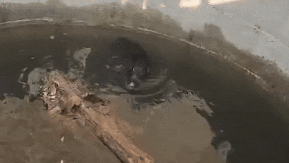 The tigress fell into the well along with the boar while chasing the prey of the wild boar.