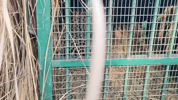 Leopard captured in cage installed by forest department