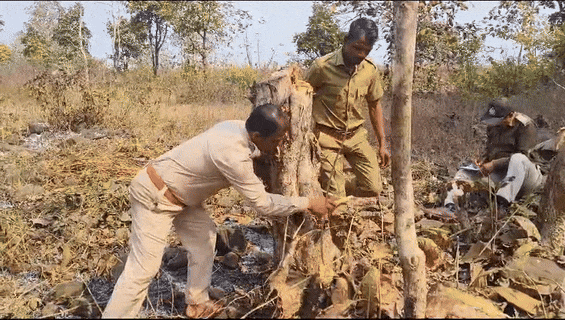 Ax used on Nistari forest, administration silent!