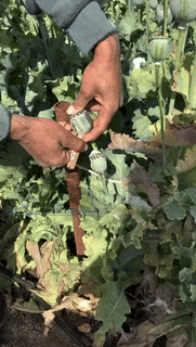 Black gold starts coming out from opium pods, opium is cultivated the most in Neemuch-Mandsaur districts in the country.