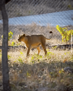 Tourists will be able to see Asiatic lion in Van Vihar, Bhopal