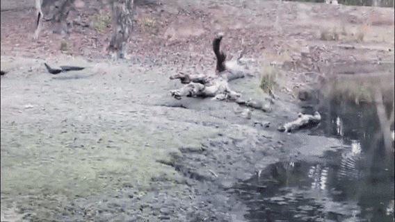 Video of tiger hunting chital's cub surfaced from Kanha National Park.