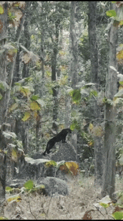 Tourists saw Bagheera, the black panther of Pench Tiger Reserve, today!