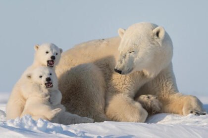 international polar bear day