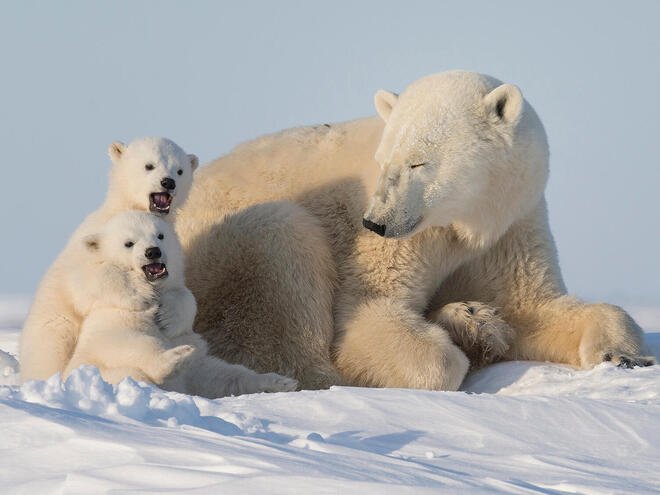 international polar bear day
