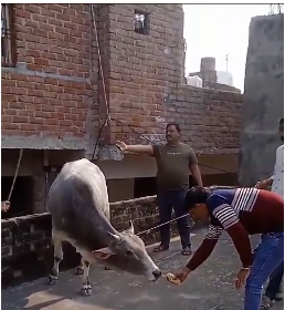 Bull climbs on roof of house, creates panic among people