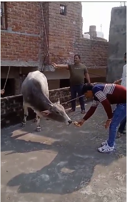 Bull climbs on roof of house, creates panic among people