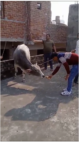 Bull climbs on roof of house, creates panic among people