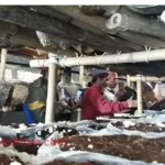 'White Gold' mushroom will change the fate of farmers