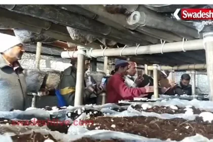 'White Gold' mushroom will change the fate of farmers