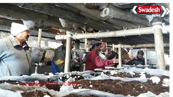 'White Gold' mushroom will change the fate of farmers