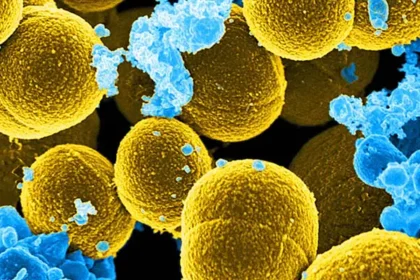 सुपरबग का अंत?: एआई ने वैज्ञानिकों को दिखाया नया रास्ता