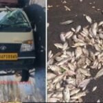 Raipur: Speeding vehicle overturns on Airport Road, fish spread on the road