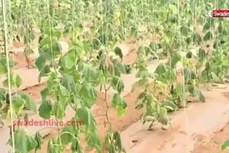 organic farming